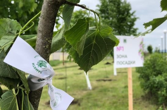 В Новосибирской области в рамках акции «Сад памяти» высадят более 110 тысяч деревьев